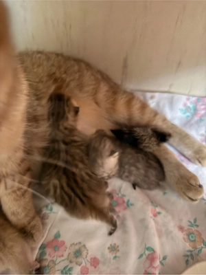 Britisch Kurzhaar Kitten