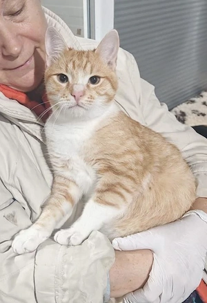 fröhlicher, hundeliebender Kater Buritto sucht ein tolles Zuhause