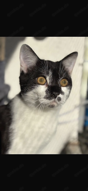 Britisch kurz Haar Kater