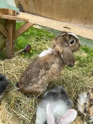 Zwergkaninchen, Männchen, Widdermix, Kaninchen kastriert, Kastrat