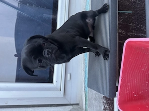 Zuckersüßer Mops Rüde