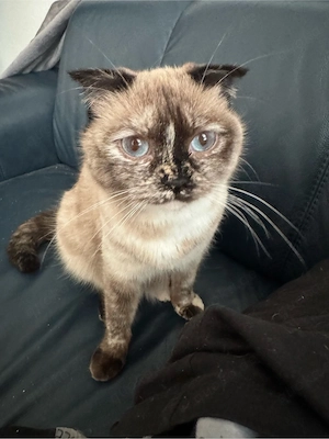 eine katze in liebevolle hönde zu vermitteln