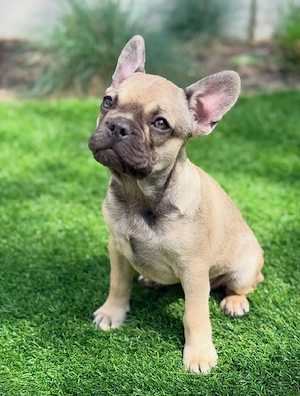Entzückender französischer Bulldoggenwelpe