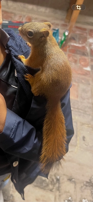 Eichhörnchen abzugeben weiblich
