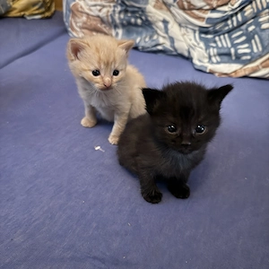 4 Katzen Baby s abzugeben in 5 Wochen 