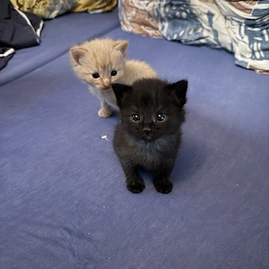 Ein schwarzer Kater abzugeben fast 8 Wochen alt 