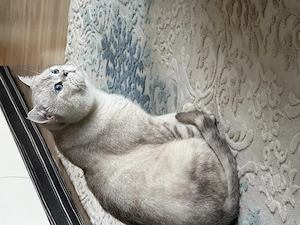 Britisch-Kurzhaar Kater sucht ein liebevolles Zuhause 