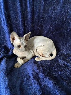 Kitten suchen zuhause für immer 