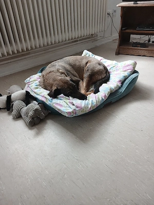 suche für meine hündin neues zu hause 