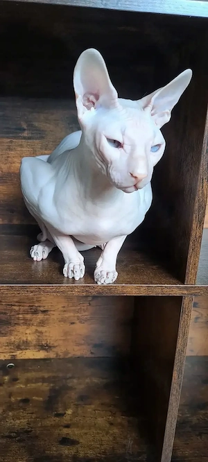Lieber Kater sucht sein Für immer Zuhause 