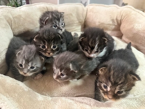 Maine Coon Zwerge suchen Kuschelplatz