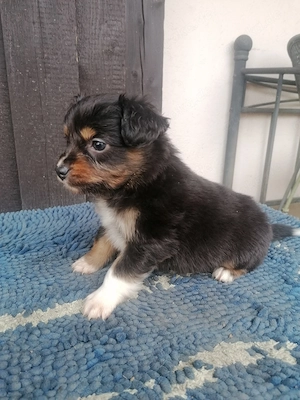 MINI Aussiewelpen, top Verpaarg,aus seriöser Zucht!!
