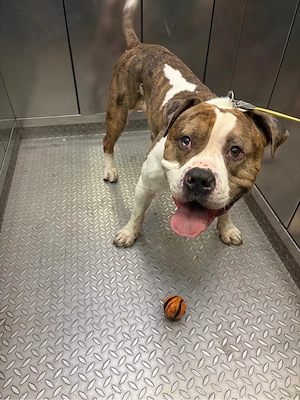 American Bulldog sucht liebevolles Zuhause