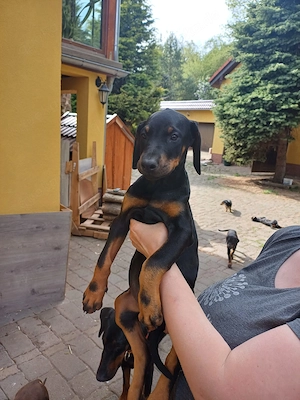 Dobermann Hündinnen 