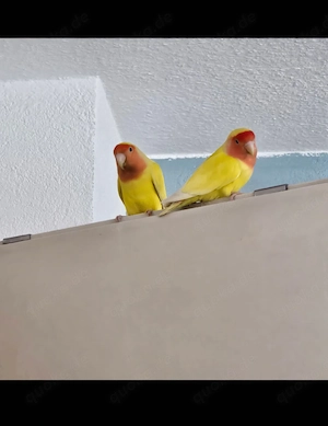 Sonnengelbe Lutino Lovebirds (Unzertrennliche)   Wunderschönes Pärchen sucht neues Zuhause
