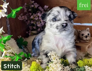 6.Pomchi-Chihuahua welpen