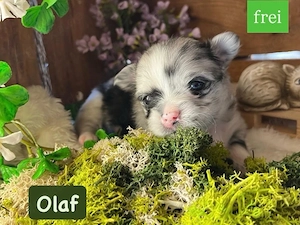 6.Pomchi-Chihuahua welpen