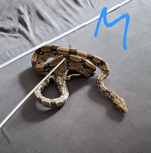1.1 Boa Constrictor Brasilien Brazil Besette Bild 2