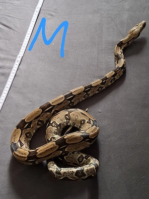 1.1 Boa Constrictor Brasilien Brazil Besette