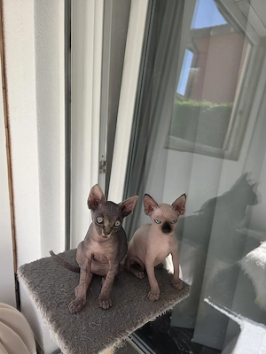 Spynhx Kitten suchen ein Zuhause