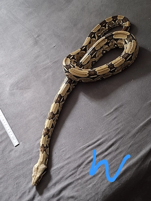 1.1 Boa Constrictor Brasilien Brazil Besette Bild 4