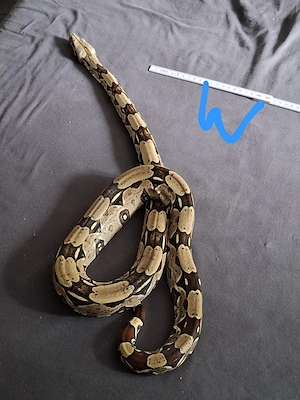 1.1 Boa Constrictor Brasilien Brazil Besette Bild 3