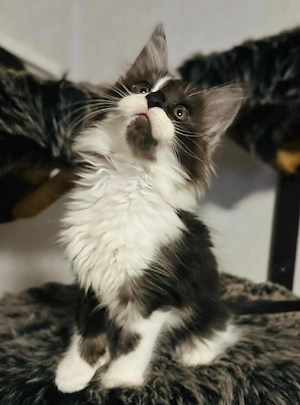 Kitten mit Stammbaum 