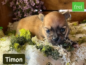 4. süße Chihuahua Pomchi Welpen 