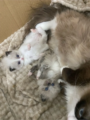 Ragdoll kitten 