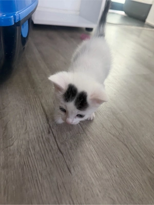 Katzen Kitten 