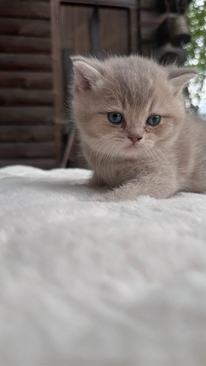 Wunderschöne BKH Kitten in Lilac Golden Shaded Bild 2