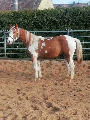 Traumhafter Paintwallach, 2.Jahre ,in Sonderfarbe!  Bild 4