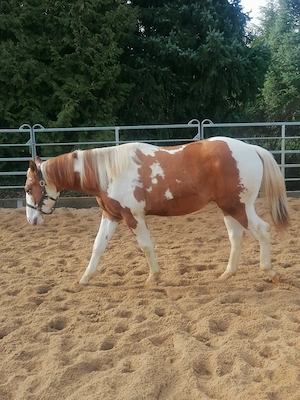 Traumhafter Paintwallach, 2.Jahre ,in Sonderfarbe!  Bild 10