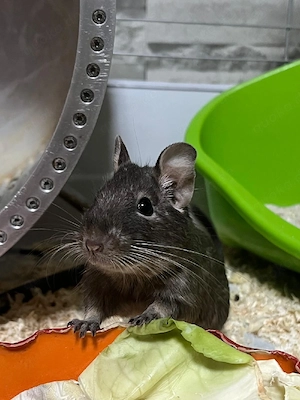 degus männchen 
