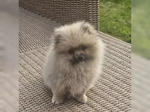 Wunderschöne Pomeranian Welpen