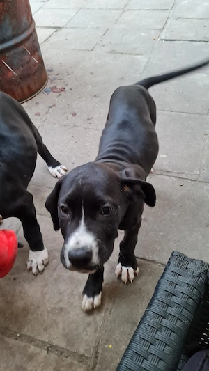 Cane corso American xl Bully 