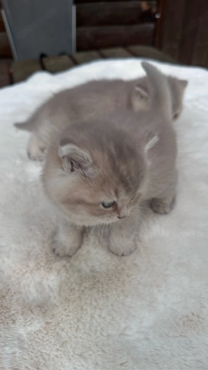 Wunderschöne BKH Kitten in Lilac Golden Shaded Bild 6
