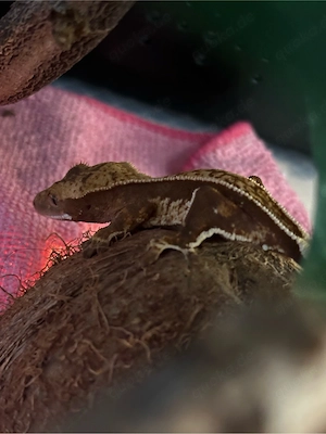 Kronengecko Red Harlequin Nachzucht