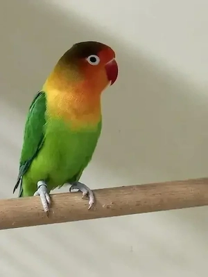 Rosenköpfchen und Pfirsichköpfchen