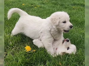 Weiße Golden Retriever Suissi Welpen