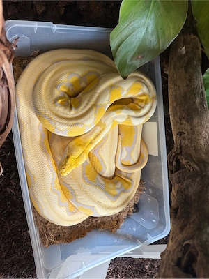 Netzpython männchen