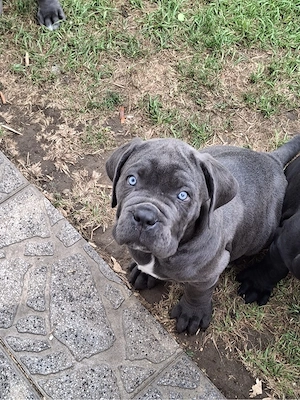Reinrassige Cane Corso Welpen