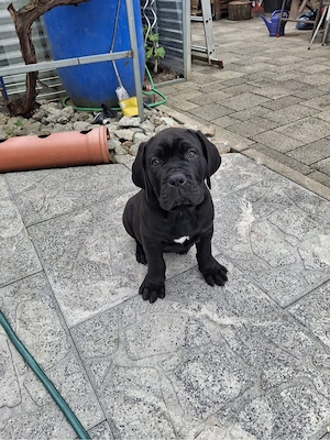 Reinrassige Cane Corso Welpen