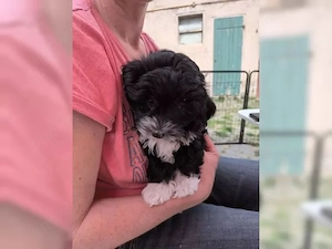 Reinrassiger Bolonka Zwetna Welpe weiblich sucht liebevolles Zuhause