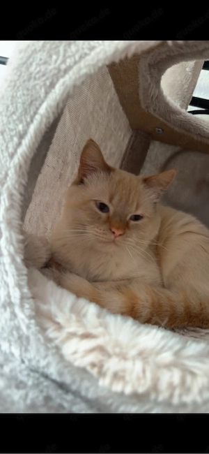 Deckkater Milo   gesunder, reinrassiger Britisch Kurzhaar Kater