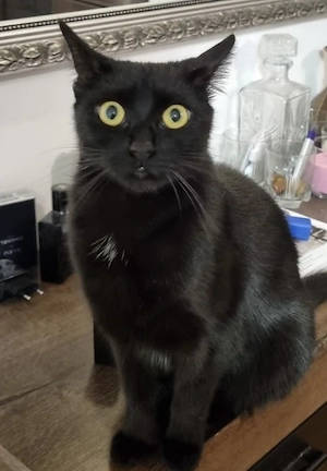     Verspielter Kater (8 Monate) wegen Umzug abzugeben