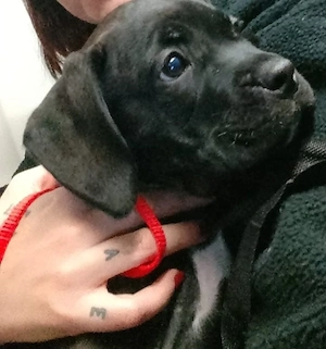 Cane Corso Weibchen sucht liebevolles Zuhause