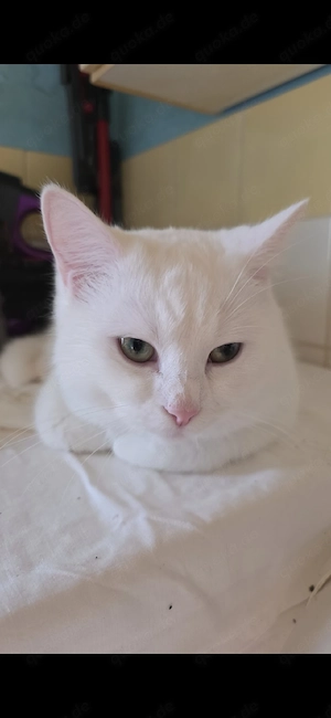 türkische angora 