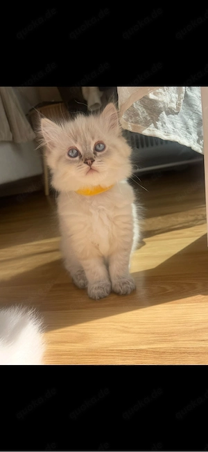     Süße flauschige Kitten (10 Wochen) suchen liebevolles Zuhause   