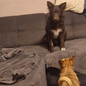 Neo, wundersüßer Vojvodjanski Pulin   Mudi Welpe, bereits stubenrein und katzenverträglich Bild 4